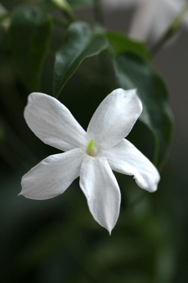 Blume Jasminum officinale