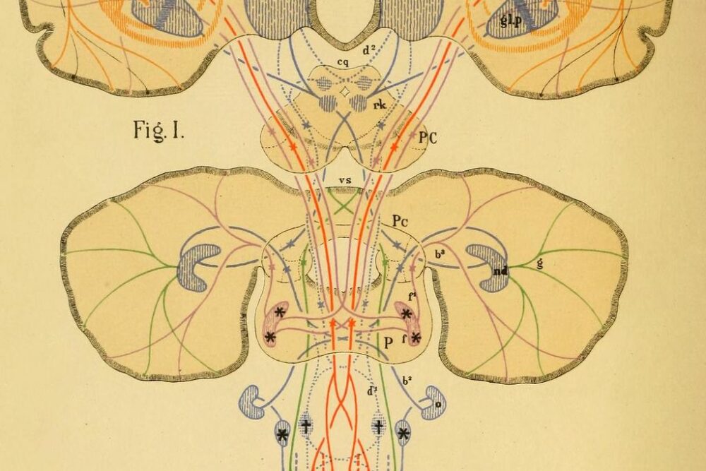 Schema des Faserverlaufes im menschlichen Gehirn und Rückenmark