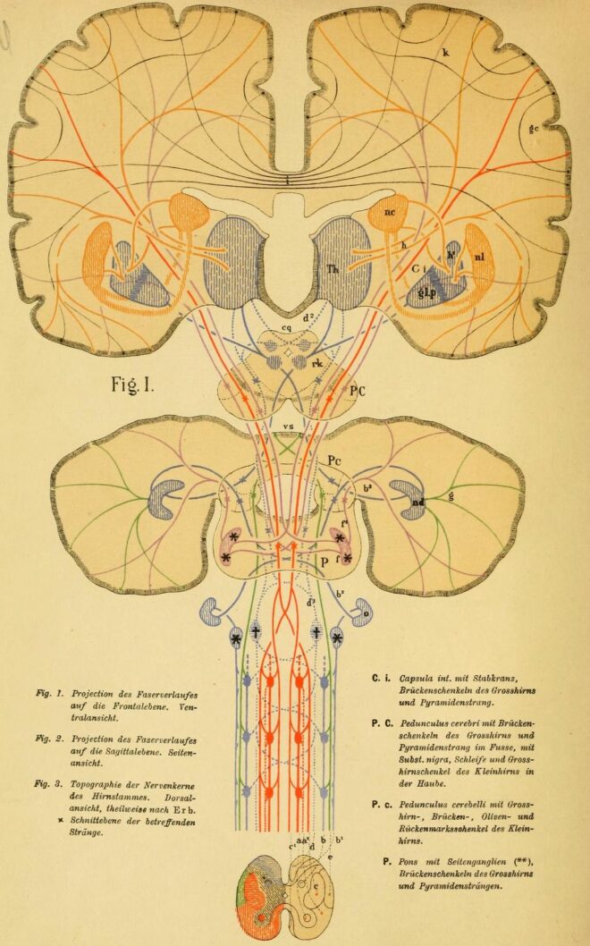 Schema des Faserverlaufes im menschlichen Gehirn und Rückenmark